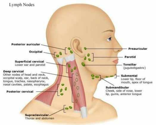 lymph node back of neck