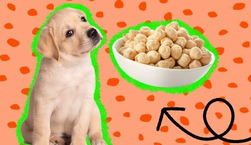 Can Dogs Eat Chickpeas Raw