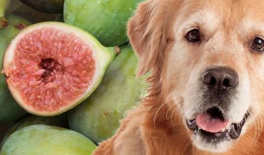 Can Dogs Eat Figs